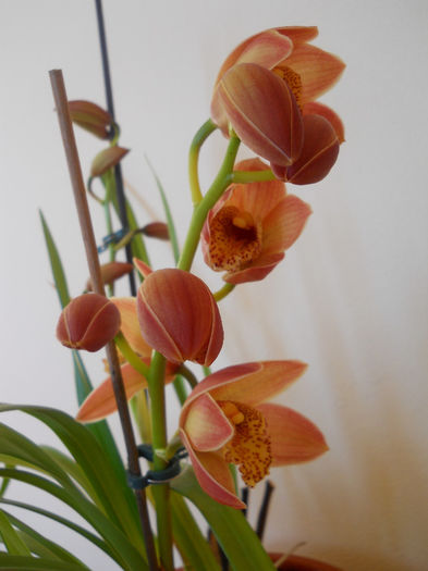 DSCN0119_005 - cymbidium 2013-2014