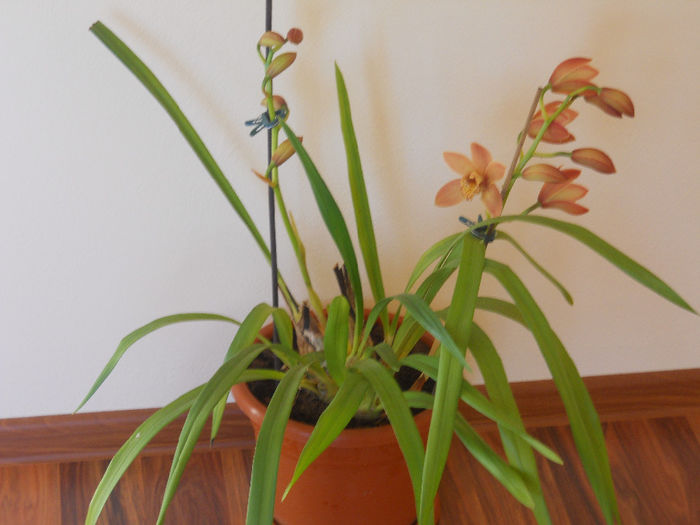 DSCN0122_008 - cymbidium 2013-2014