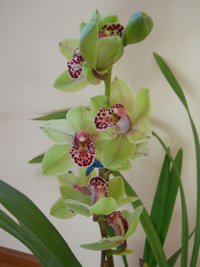 DSCN0125_011 - cymbidium 2013-2014