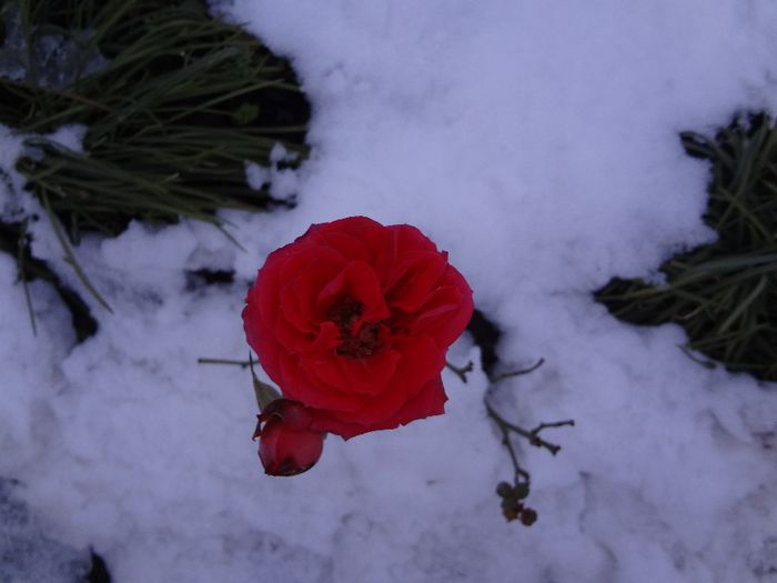 Prima zapada 27.11.2013