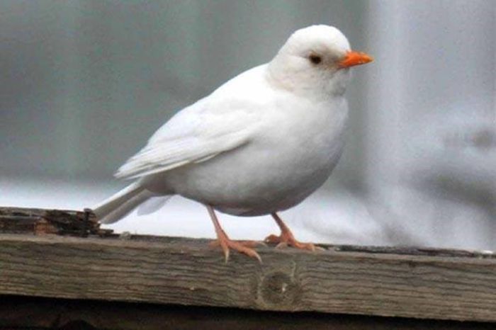 Mierloi Albino - Pasari Albinoase