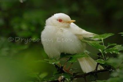 Privighetoare albino - Pasari Albinoase