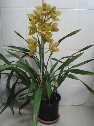 20131127 - Cymbidium 2