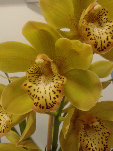 2013-11-27 - Cymbidium 2