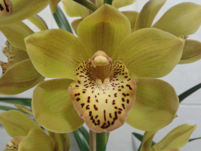 20131127 - Cymbidium 2