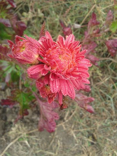 poze 170 - flori