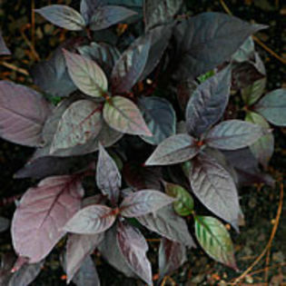 alternantheradentatapurpleknight_sa_1_sq - minuni ale naturii create de Dumnezeu 5