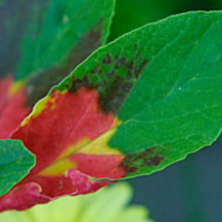 amaranthustricolor_jwb_2_sq - minuni ale naturii create de Dumnezeu 5