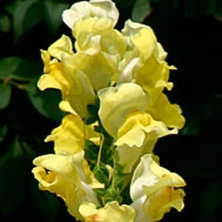antirrhinummajus_ml_2_sq - minuni ale naturii create de Dumnezeu 5