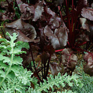 betavulgarisbullsblood_mg_1_sq - minuni ale naturii create de Dumnezeu 5