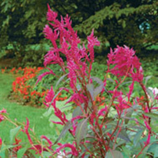 Celosia_cristata_Century_sq