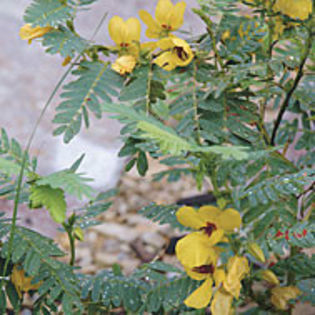 chamaecristafasciculata_jwb_1_sq - minuni ale naturii create de Dumnezeu 5