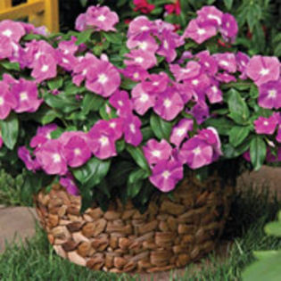 cora_periwinkle_goldsmith_sq - minuni ale naturii create de Dumnezeu 5