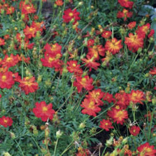 Cosmos_sulfureus_Cosmic_Red_sq - minuni ale naturii create de Dumnezeu 5