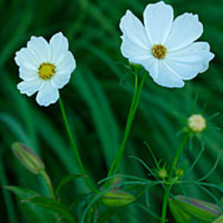 cosmosbipinnatus_mg_2_sq - minuni ale naturii create de Dumnezeu 5
