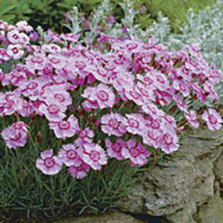 dianthusxallwoodiialpinus_cc_1_sq - minuni ale naturii create de Dumnezeu 5