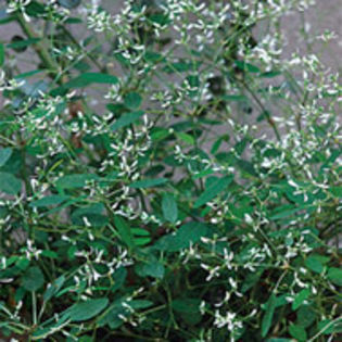 euphorbia_inneuphdia_jwb_sq - minuni ale naturii create de Dumnezeu 5