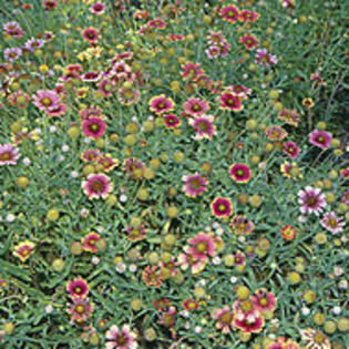 Gaillardia_pulchella_B_Cook_1_sq