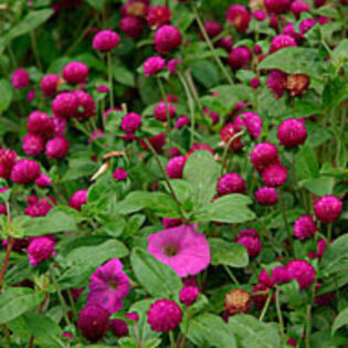 gomphrenaglobosapurple_mg_2_sq - minuni ale naturii create de Dumnezeu 5