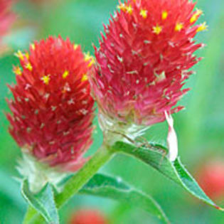 gomphrenaglobosastrawberryfields_jwb_2_sq - minuni ale naturii create de Dumnezeu 5