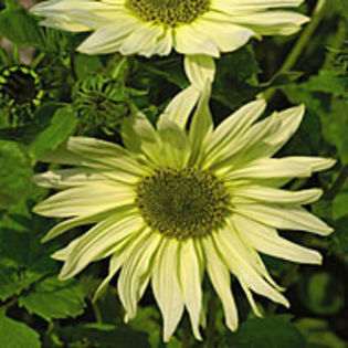 Helianthus_Key_Lime_Pie_tmseeds_1_sq - minuni ale naturii create de Dumnezeu 5