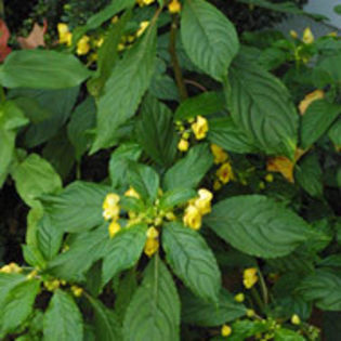 impatiens_auricoma_jungle_gold_jwb_sq - minuni ale naturii create de Dumnezeu 5