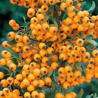 pyracantha-Golden-Charmer - minuni ale naturii create de Dumnezeu 5