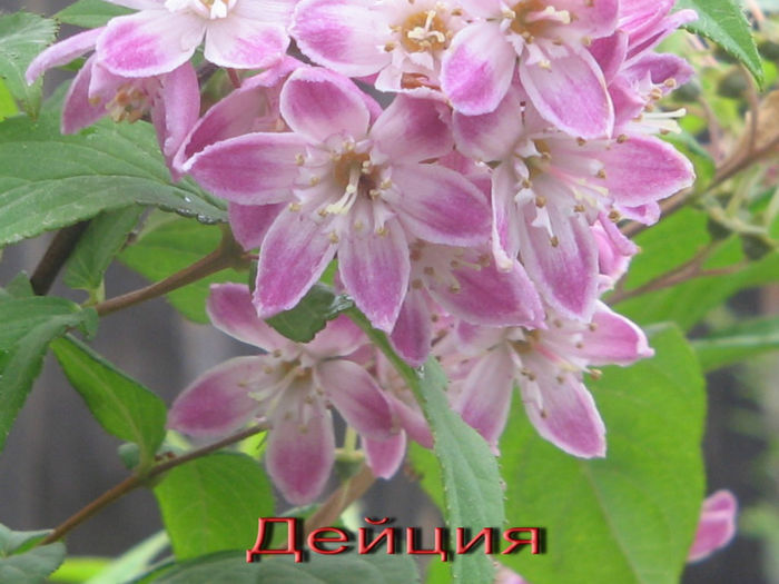 %u0414%u0435%u0439%u0446%u0438%u044F %u0433%u0438%u0431%u0440%u0438%u0434%u043D%u0430%u044F %u041C%u