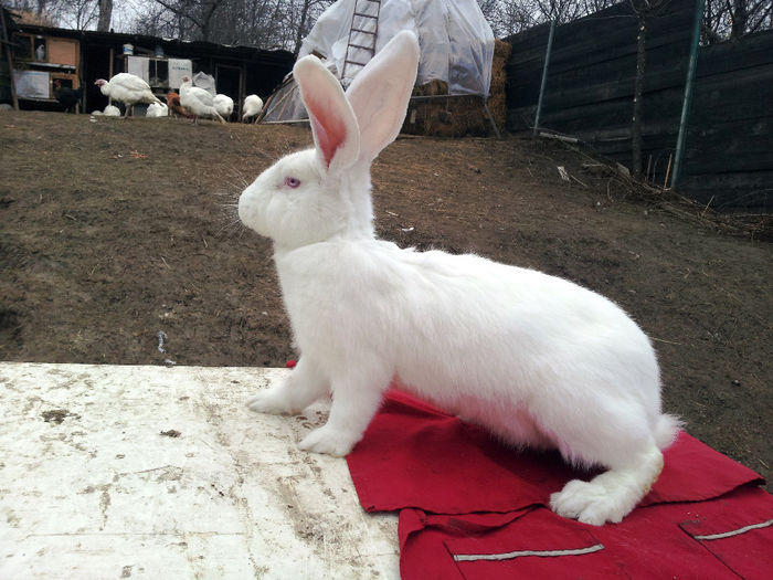 Masculi si femele UG alb si gri agouti 7 luni - VANZARI SCHIMBURI