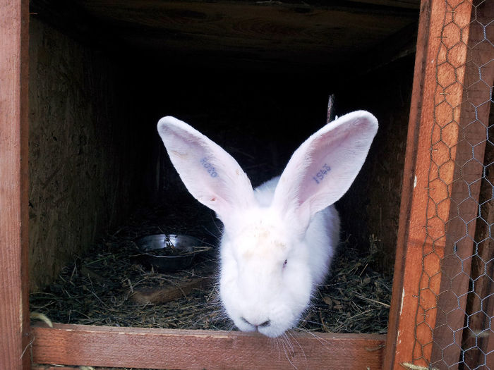 Masculi si femele UG alb si gri agouti - VANZARI SCHIMBURI