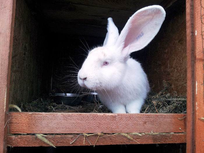 Masculi si femele UG alb si gri agouti - VANZARI SCHIMBURI