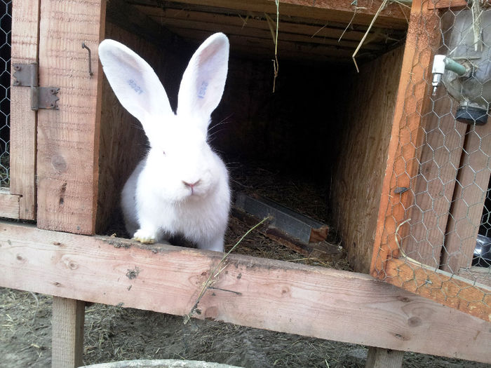 Masculi si femele UG alb si gri agouti - VANZARI SCHIMBURI