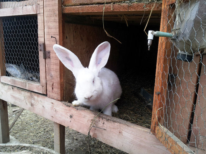 Masculi si femele UG alb si gri agouti