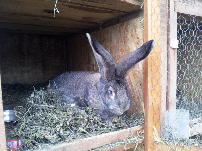 Masculi si femele UG alb si gri agouti - VANZARI SCHIMBURI