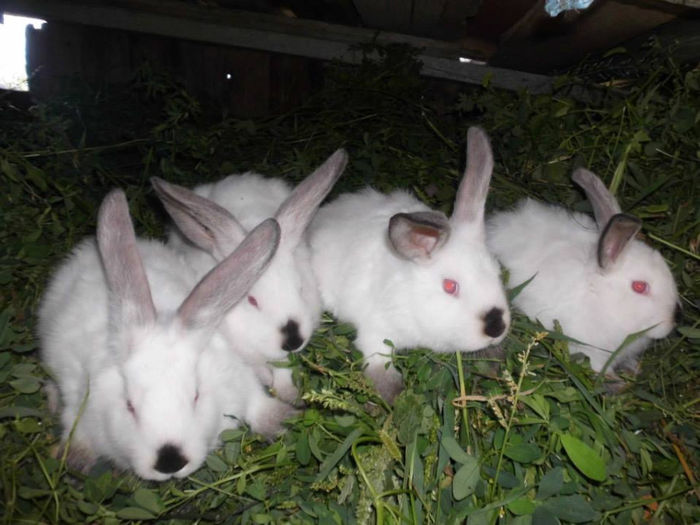 vanduti - XX iepuri pe care nu-i mai am