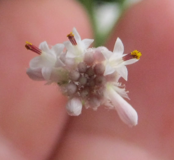 IMG_2436 - Senecio rowleyanus-inflorire