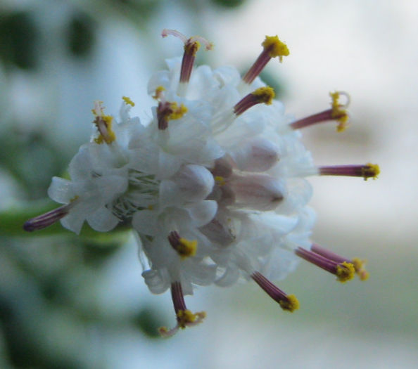 IMG_2460 - Senecio rowleyanus-inflorire