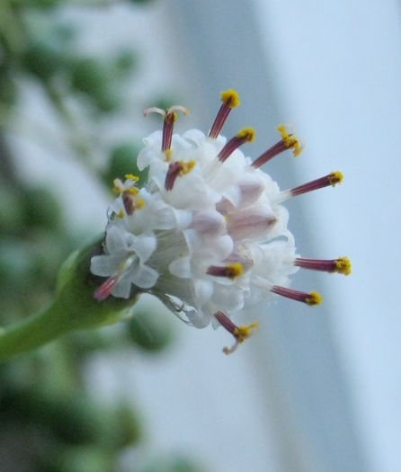 IMG_2461-1 - Senecio rowleyanus-inflorire