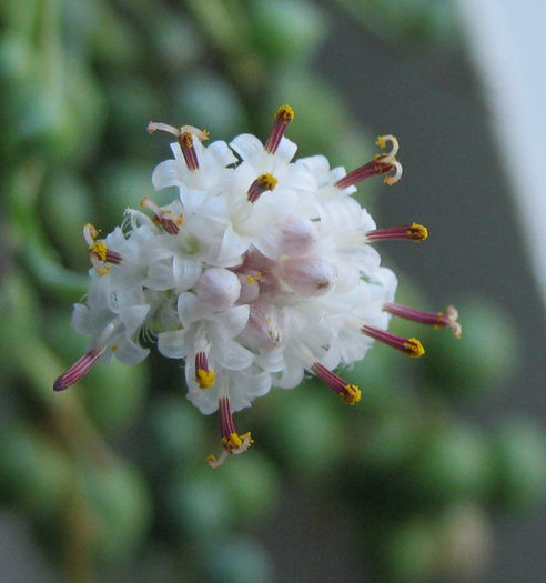 IMG_2467-1 - Senecio rowleyanus-inflorire