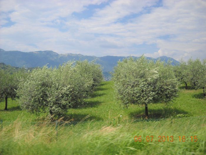 livada de maslini - In Italia cu transalpul