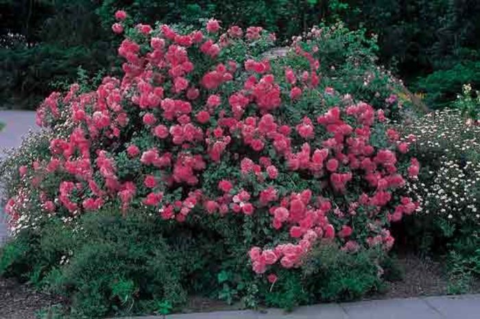 rosariumuetersen - trandafiri plantati in toamna poze net