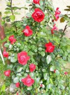 florentina urc - trandafiri plantati in toamna poze net
