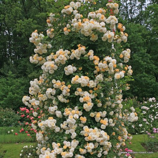 ghislaine-de-feligonde - trandafiri plantati in toamna poze net