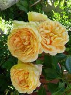 golden celebration - trandafiri plantati in toamna poze net