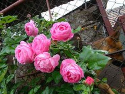 louise odier - trandafiri plantati in toamna poze net