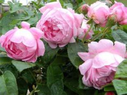 mary rose - trandafiri plantati in toamna poze net