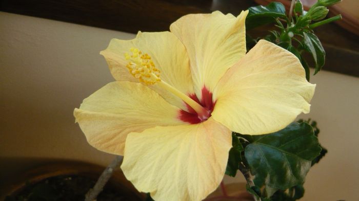 Picture 3643 - x 2013 hibiscus rosa sinesis 3