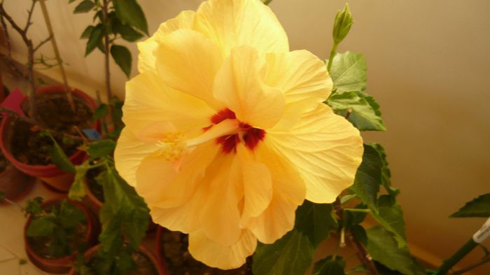 Picture 3714 - x 2013 hibiscus rosa sinesis 3