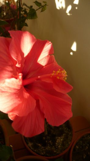 Picture 3717 - x 2013 hibiscus rosa sinesis 3
