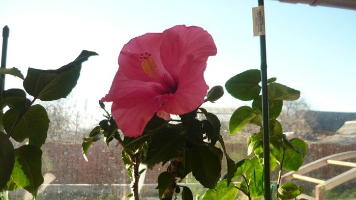 Picture 3723 - x 2013 hibiscus rosa sinesis 3